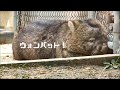 ウォンバット！[Wombat !] の動画、YouTube動画。