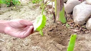 Most Simple Aloe Vera Growing Method Nature Hub
