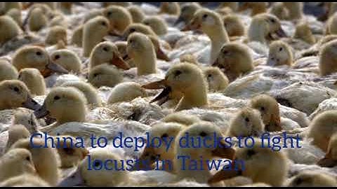 CHINA TO DEPLOY DUCKS TO FIGHT LOCUSTS IN TAIWAN