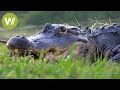 Florida: die Alligatoren der Everglades