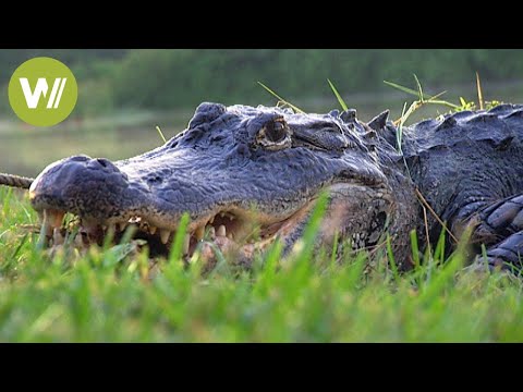 Video: Ein Amerikanisches Krokodil Und Eine Seekuh Sind Freunde In Florida Geworden