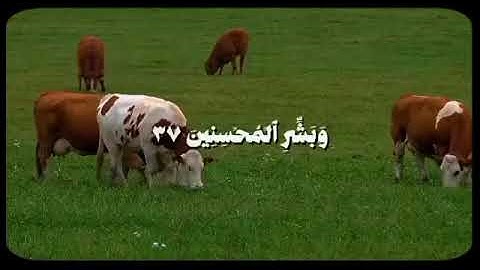 تلاوة القرآن الكريم{ لن ينال الله لحومها ولا دماءها ولكن يناله التقوى منكم. }#تلاوة_خاشعة.