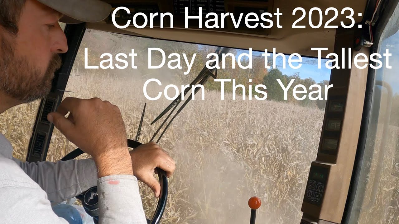 Corn Harvest 2023 Last Day and the Tallest Corn of this year YouTube