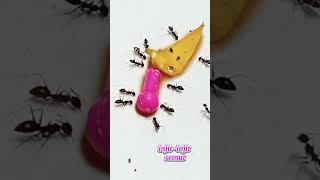 Injit-injit semut