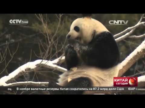 Панды Цзя Цзя и Мэн Мэн переехали с юга на север Китая и прибавили в весе