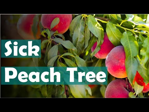 What to do when your fruit tree has a fungal infection - Pruning a Peach Tree