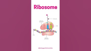 🧬 Ribosome: The Protein Factory of the Cell! 🏭🔬