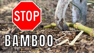 How to Stop Bamboo from Spreading Bamboo Journey