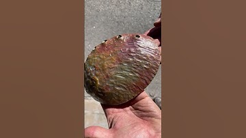 A bronze abalone shell made to complete a tide pool sculpture installation for a private residence.