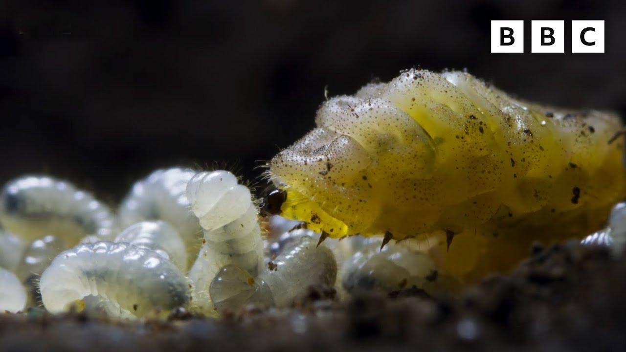 Carnivorous UNDERCOVER caterpillar  | Wild Isles - BBC - YouTube