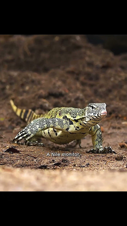 The lizard actually dares to challenge the cold-blooded crocodile. #wildlife  #animals #crocodile
