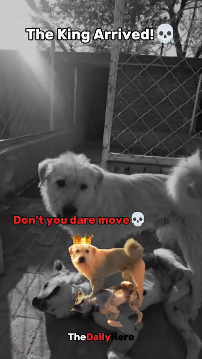 All Bow To King Charles!💀🔥 #trolledit