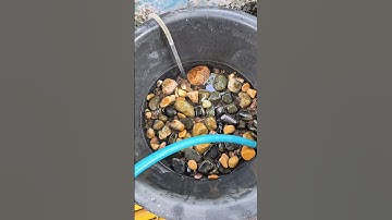 Phát hiện nguyên nhân cái hồ không còn cá