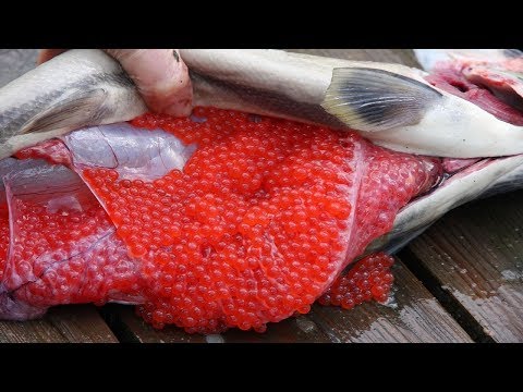 Amazing Salmon Eggs Harvest and Artificial Spawning - Awesome Drops  Thousands of Fish Into The River 