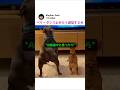 ベリーダンス止めたら激怒する犬