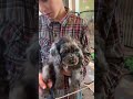 Slinky ~ f1 Cockapoo ~ born 12-7-24