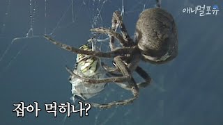 자기가 만든 거미줄에 걸린 거미? | KBS 애니멀 스펀지 040807 방송