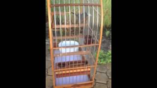 Download Lagu Blauw baka (soerh) MP3