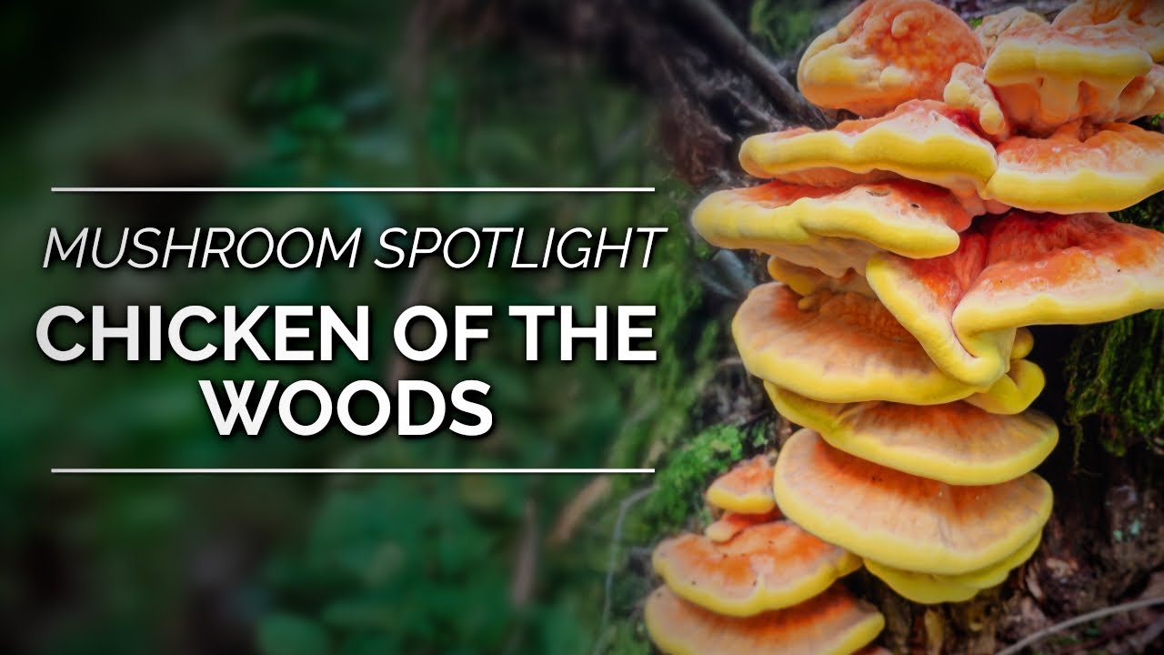 Chicken of the Woods – A Closer Look