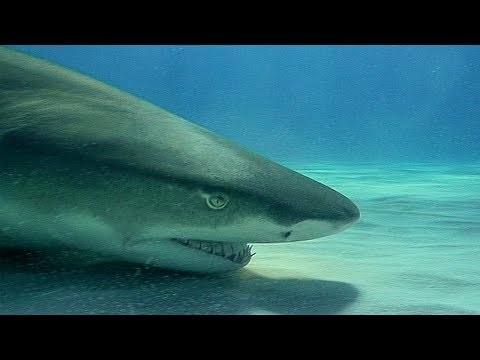 Swimming with Wild Lemon Sharks | Deadly 60 | Earth Unplugged