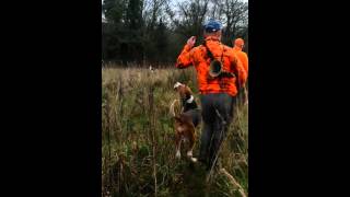 Chasse au Sanglier 73 kg en côtes d'Armor à Plancoet Chasse au Sanglier 73 kg en côtes d'Armor à Plancoet
