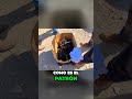Cachorros Pastor Alemán $850 Pesos $47 Dólares #viral #shortvideo #2023shorts #animales