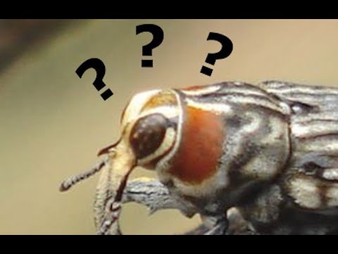 Why be a bee