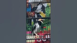 JALAK SUREN ‼️fulll besetan kasar‼️ #burungmasteran #kicaumania #kicaumanianusantara