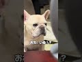 余計な情報入った#今日も平和です#フレンチブルドッグ #フレブル #フレブル赤ちゃん#puppy #youtubeshorts #pets