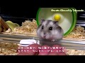 もふもふ、ももちゃん!! Part2【ハムスターを飼うと癒されますね。】