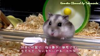 もふもふ、ももちゃん!! Part2【ハムスターを飼うと癒されますね。】