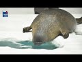 【海遊館】ワモンアザラシ・ミゾレのブクブク