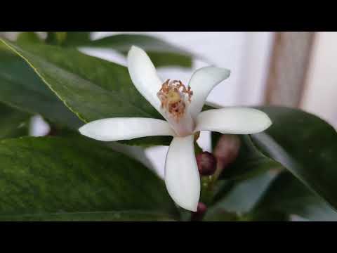 Video: Stagione di fioritura degli agrumi: quando sbocciano i fiori di agrumi