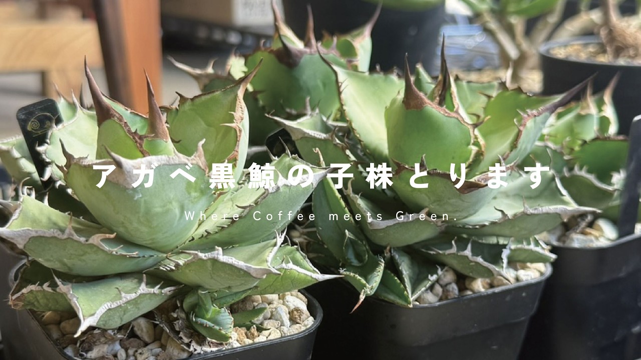 アガベ チタノタ 黒犀牛 子株を外しまくる【Hitsuji Green】 - YouTube