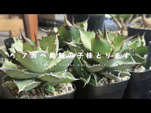 Agave titanota 'Black Rhinoceros' - Removing lots of baby plants