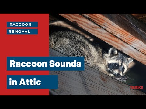 Raccoons Sounds in