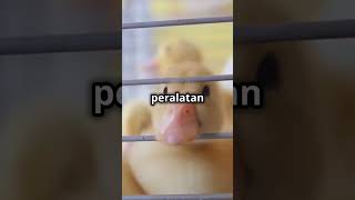 Tips dan modal pelihara bebek 200 ekor