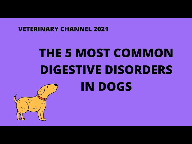 Gastrointestinal Diseases In Dogs