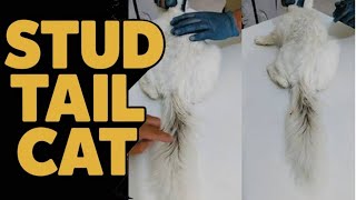 What is stud tail & how to clean at home || Stud tail cat treatment || Stud tail in male cat