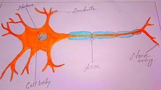 how to draw school project of neuron || draw structure of neuron || draw neuron #neuron