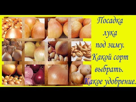 Посадка лука под зиму. Какой сорт выбрать. Какое удобрение. Сад и огород выпуск 250