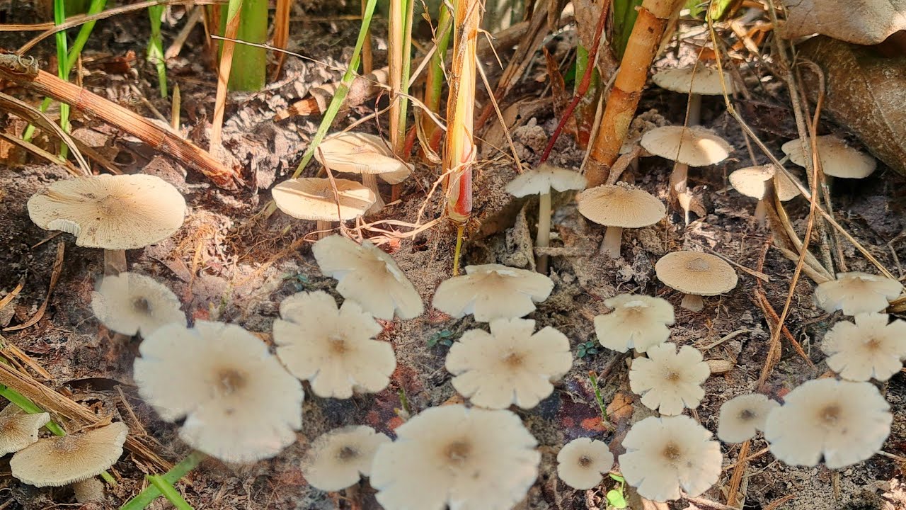 จัดอีกรอบบ่าย‼️ป้าด‼️มาพ้อหมู่นี้..หมู่ใหญ่คัก😱😱😱10ต.ค68