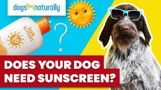 Does Your Dog Need Sunscreen?