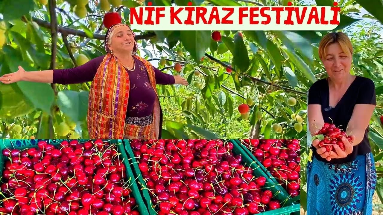 PAZARDA KİLOSU  500 TL YE  NEDEN SATILIYOR ..?? FETHİYE NİF köyü kiraz festivali.#köyhayatı