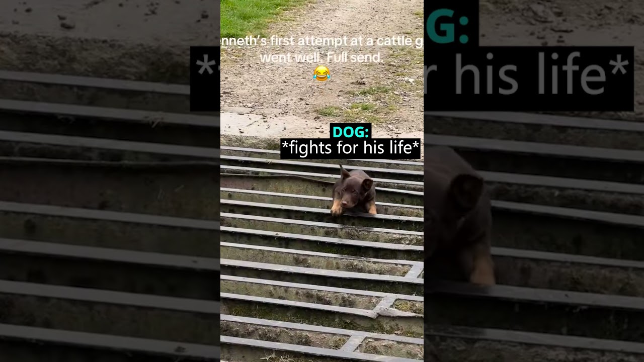 This Dog Jumped Onto The Cattle Grid 😳 (leegatefarmmalham/TT)