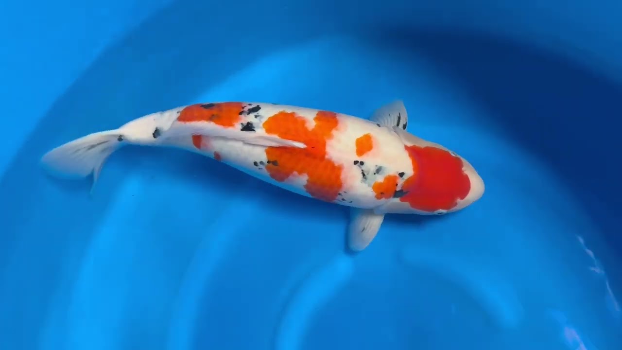 鯉ザオ Taisho Sanke - koi #x1210n009 - Matsue Nishikigoi Center
