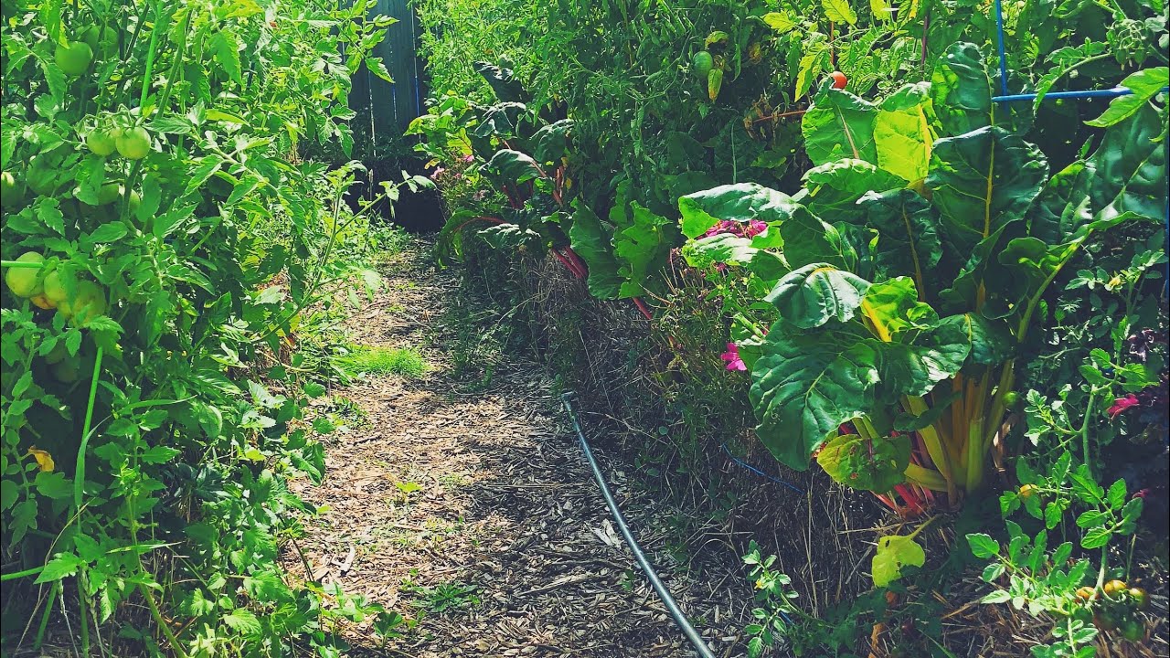 Conditioning my Straw bale Garden