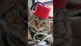 Fez Photoshoot With My Cat Im Happy With How These Came Out