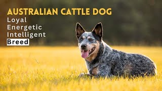All About the Australian Cattle Dog: A Hardworking Herding Dog Breed | Blue Heeler | Red Heeler