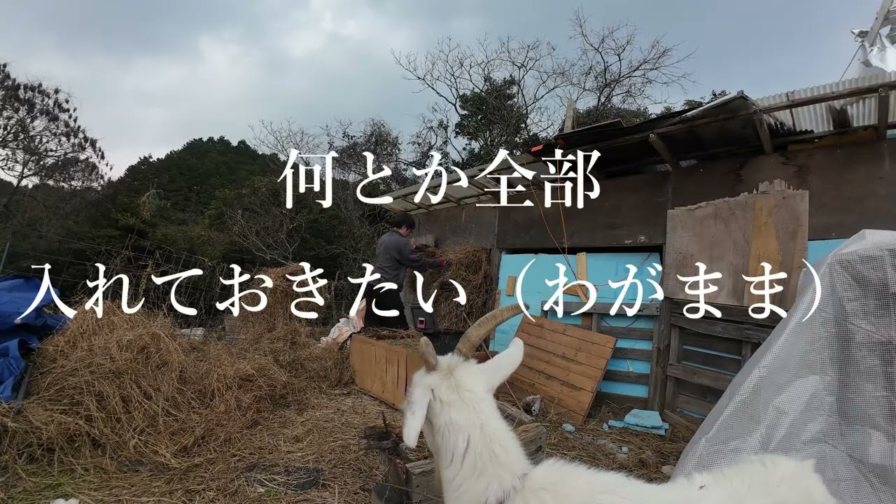 精魂込めて作った自家製干し草耐えてくれるかな？田舎の風と一緒にのんびり動画をお届けします